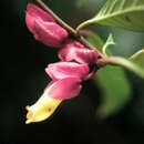 Image of Drymonia semicordata (Poepp.) Wiehler