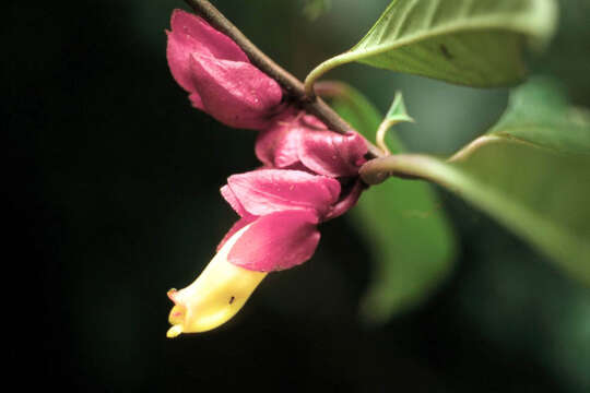 Image of Drymonia semicordata (Poepp.) Wiehler