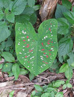 Image of Caladium bicolor