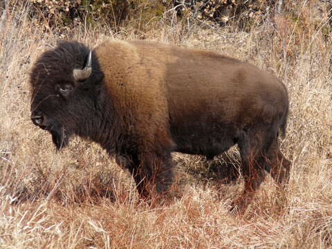 Image of Bison C. H. Smith 1827