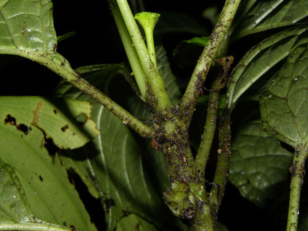 Image of Dorstenia choconiana S. Wats.