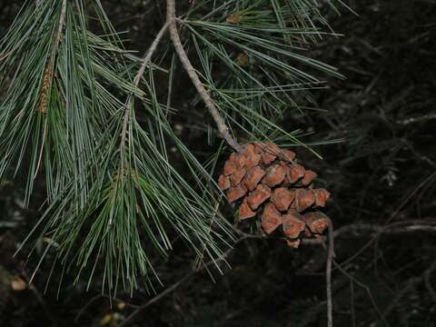 صورة Pinus pinceana Gordon