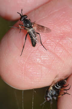 Image of Agapophytus asprolepidotos Winterton & Irwin 2001