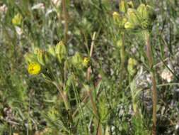 Image of Potentilla jepsonii Ertter