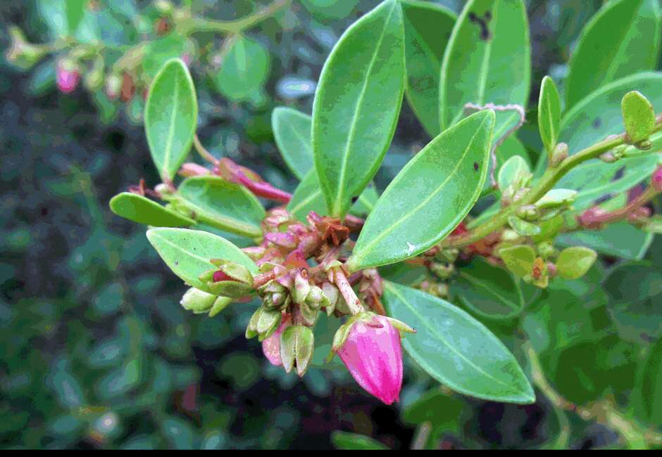 Lyonia lucida (Lam.) C. Koch resmi