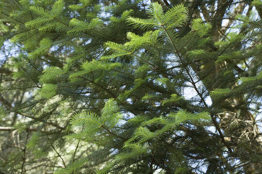 Image of Oyamel Fir