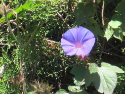 Image of Beach moonflower