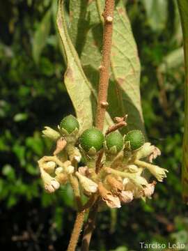 Image of Solanum asperum L. A. Rich.