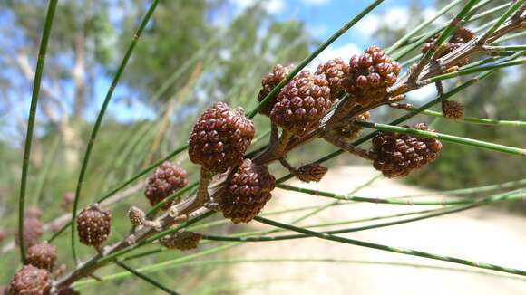 Image of Allocasuarina rigida (Miq.) L. A. S. Johnson