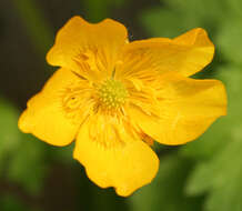 Imagem de Ranunculus occidentalis Nutt.