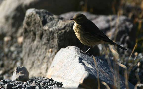 Image of American Pipit