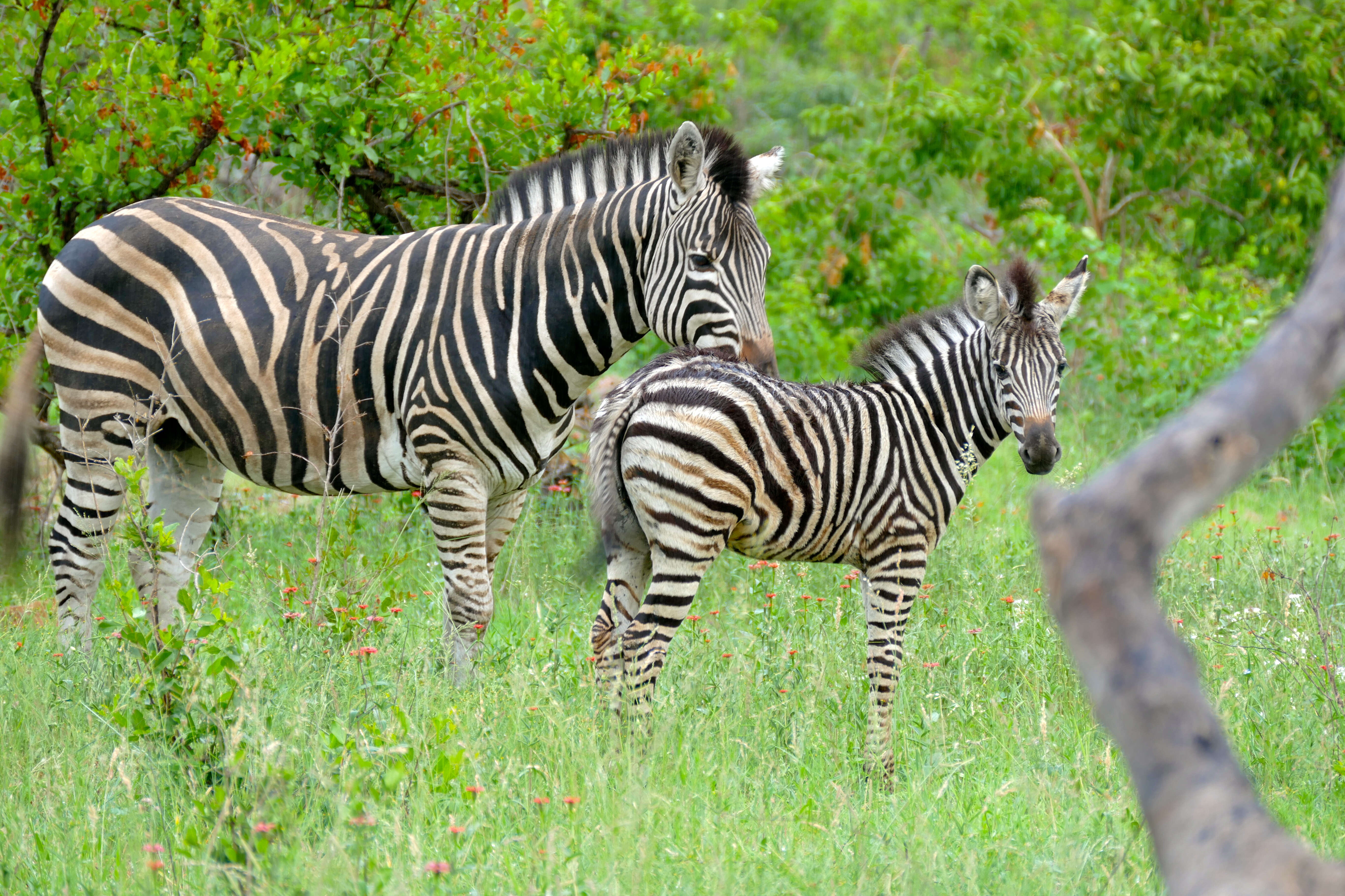 Image of Burchell's Zebra