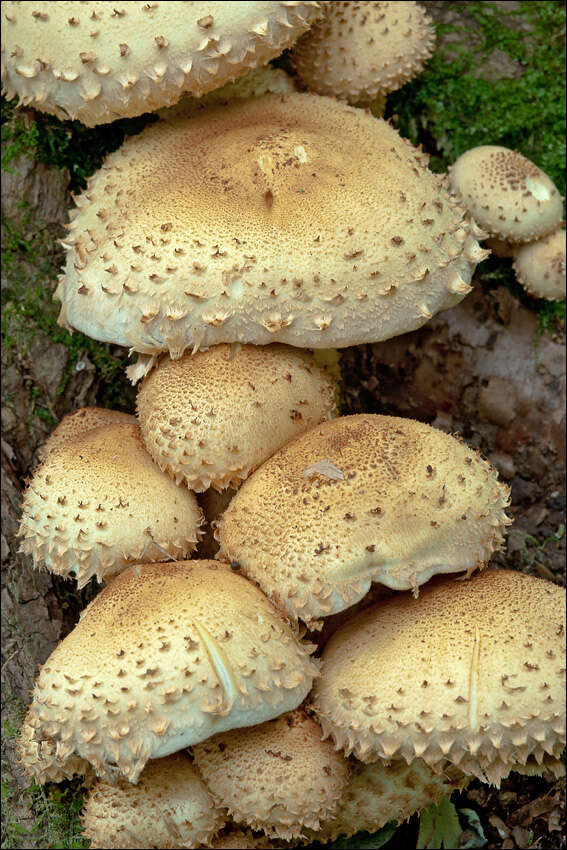 Image of shaggy scalycap