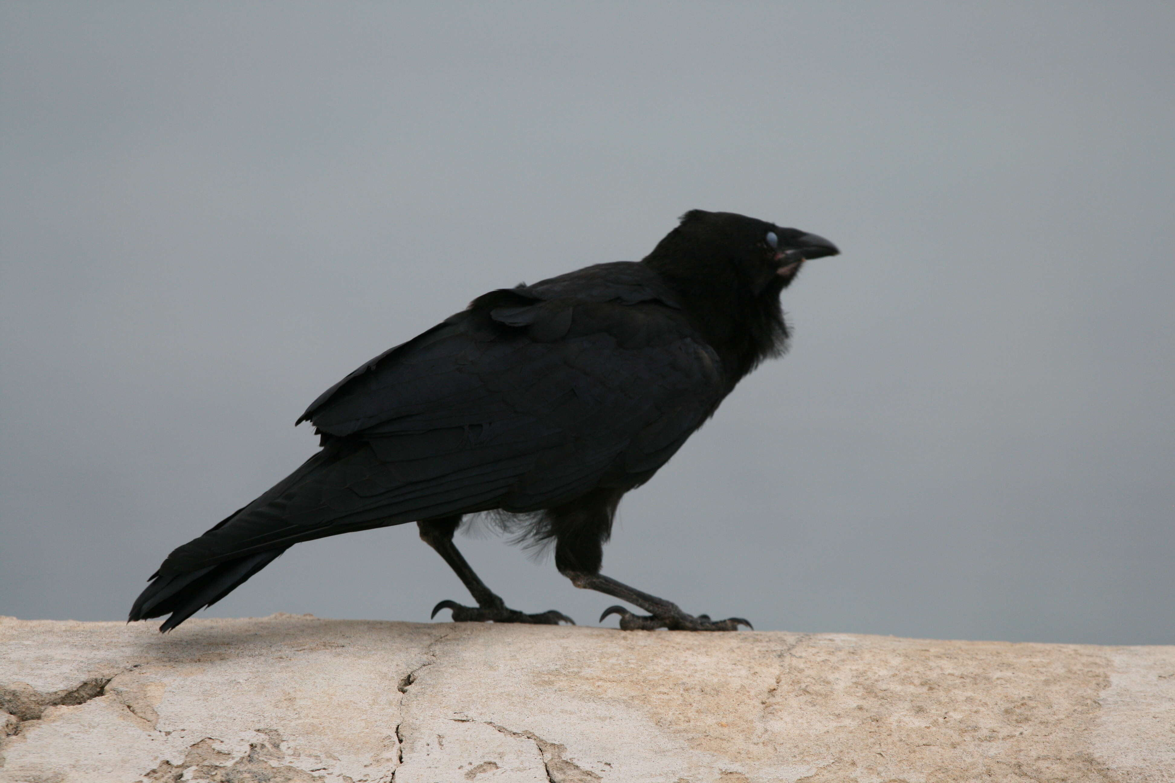 Imagem de Corvus coronoides Vigors & Horsfield 1827