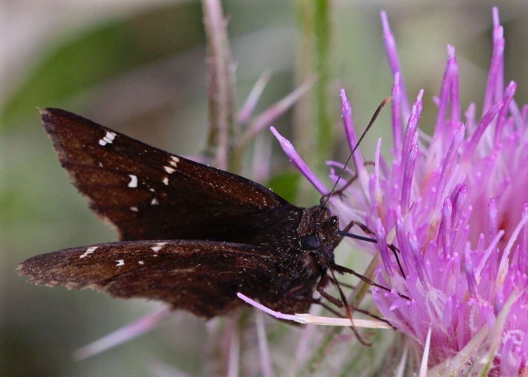 Image of Northern Cloudywing