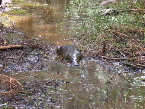 Image of platypus