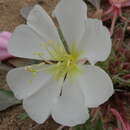 Image of Piper's evening primrose