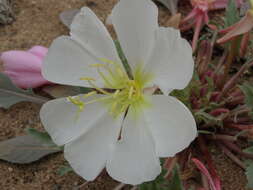 Imagem de Oenothera deltoides subsp. piperi (Munz) W. Klein