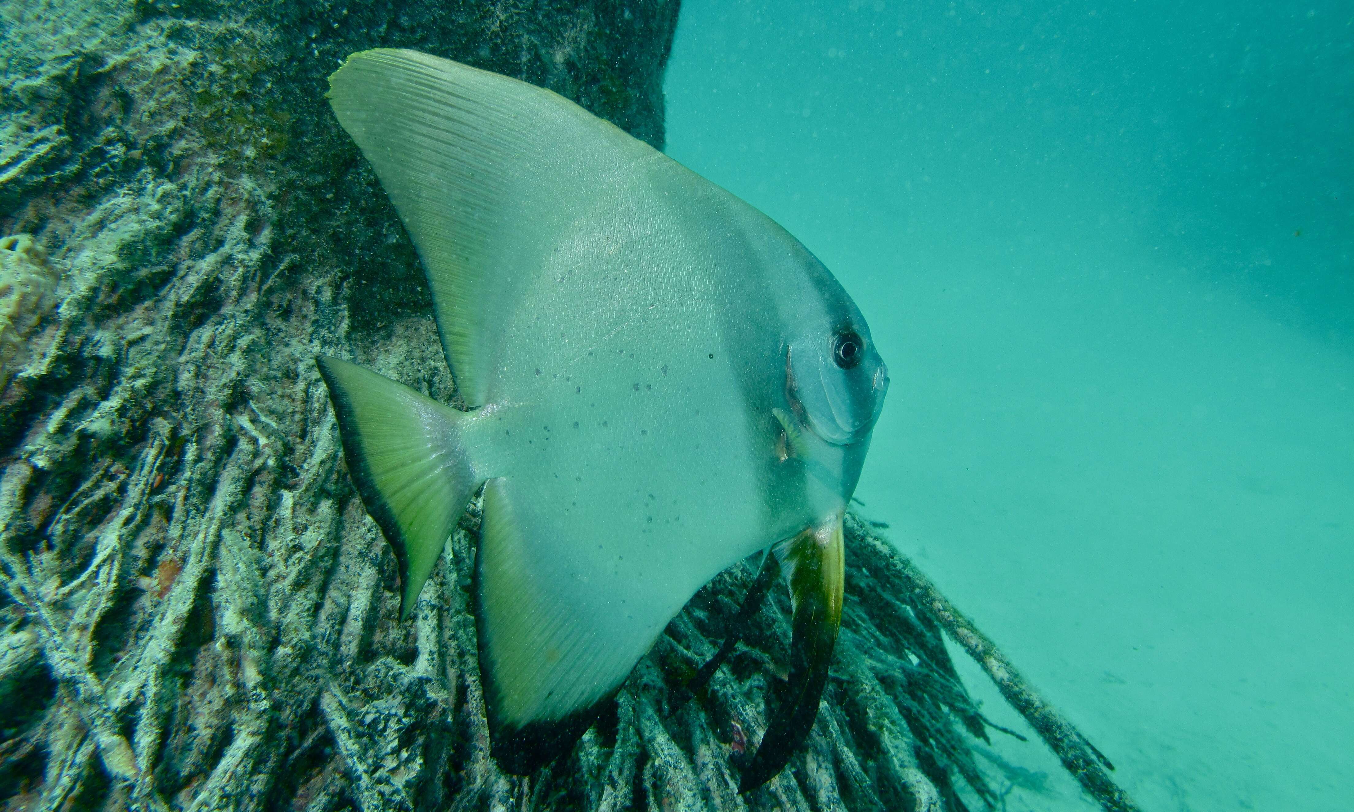 Platax pinnatus (Linnaeus 1758) resmi