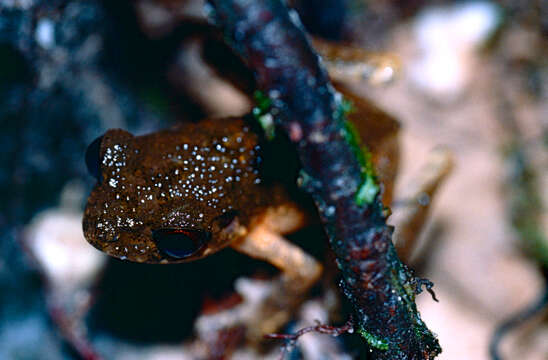 Image of Gracile Litter Frog