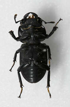 Dorcus parallelipipedus (Linnaeus 1758)的圖片