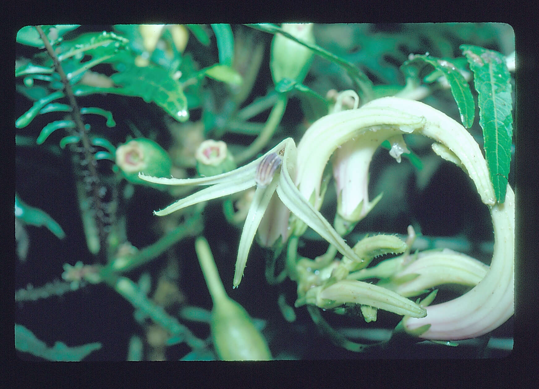 صورة Cyanea grimesiana subsp. obatae (H. St. John) Lammers