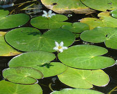 Image of floatingheart