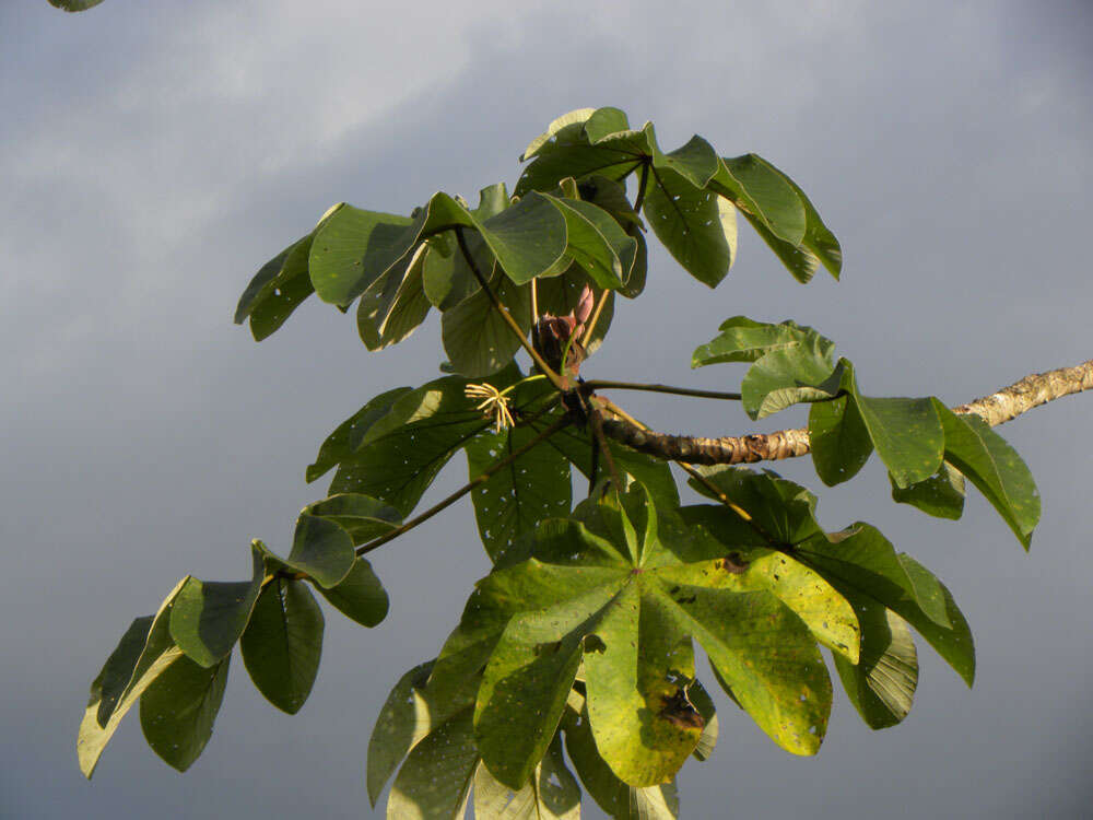 Image of Yagrumo Hembra, Trumpet-Tree