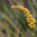 Image of wand goldenrod