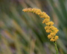 Image of goldenrod