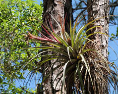 Image of Cardinal Air Plant