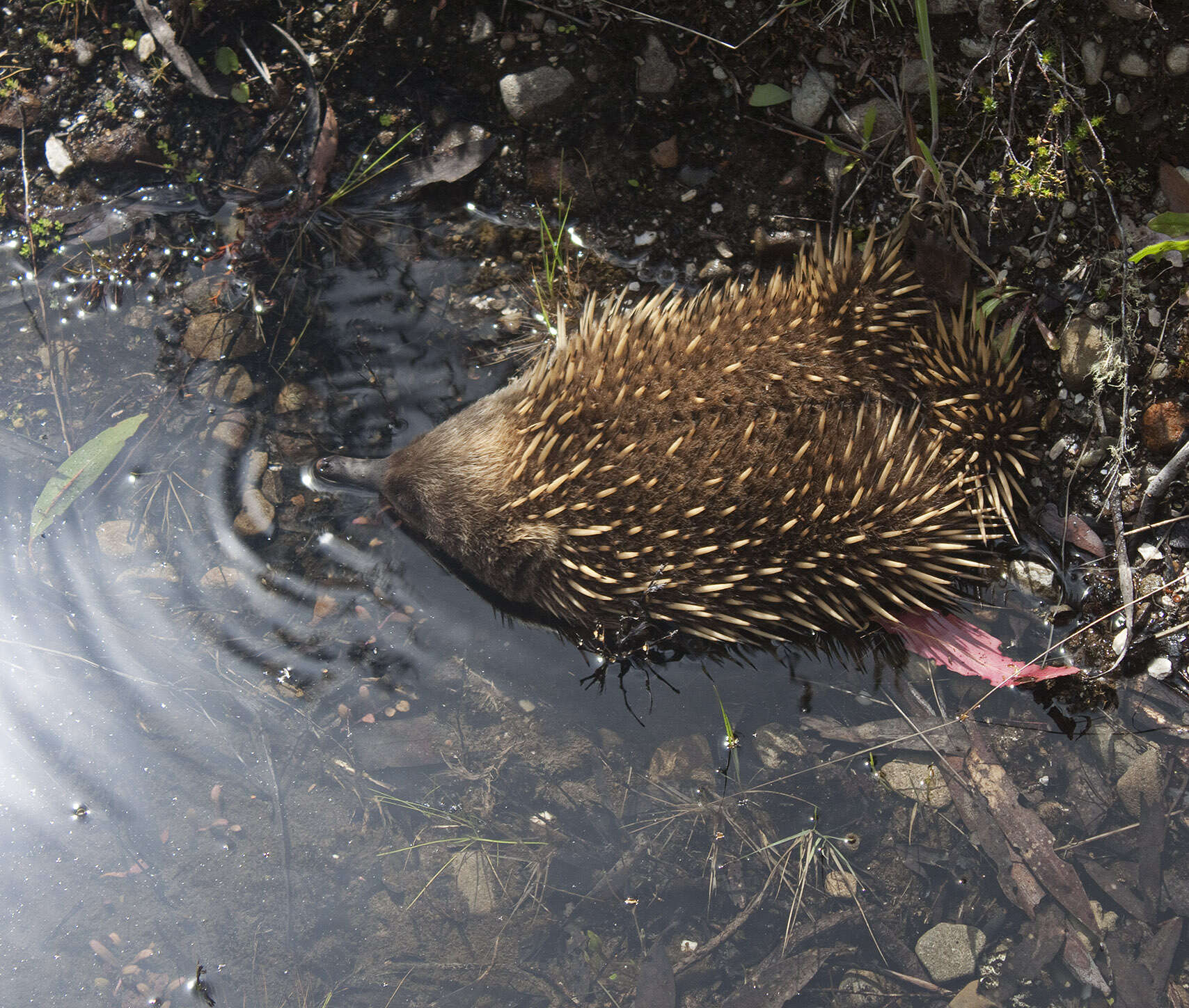 Image of Short-beaked Echidnas