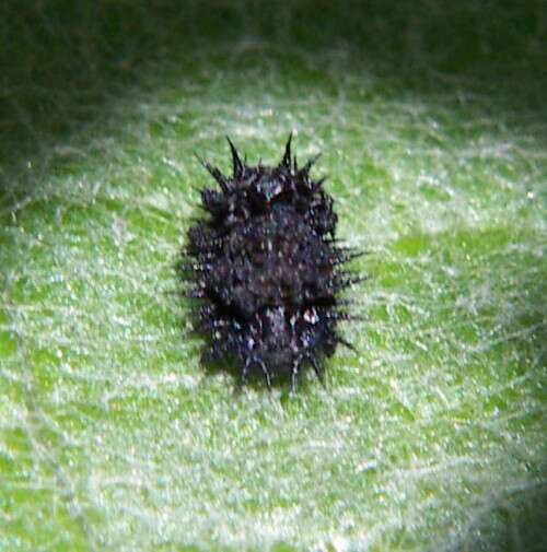 Image of thistle tortoise beetle