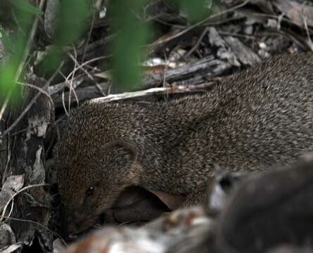 Image of Javan Mongoose