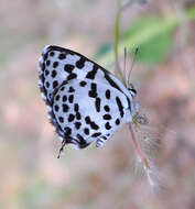 Image of Common Pierrot