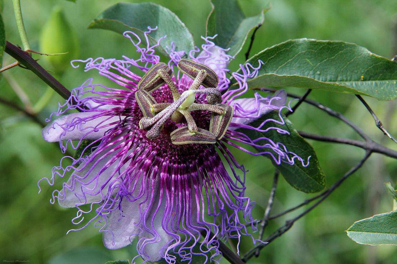 Sivun Passiflora cincinnata Mast. kuva