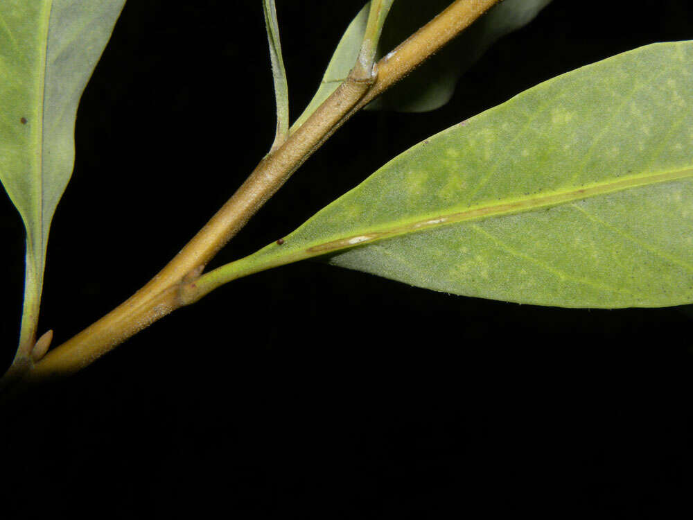 Plancia ëd Tessaria integrifolia Ruiz & Pav.