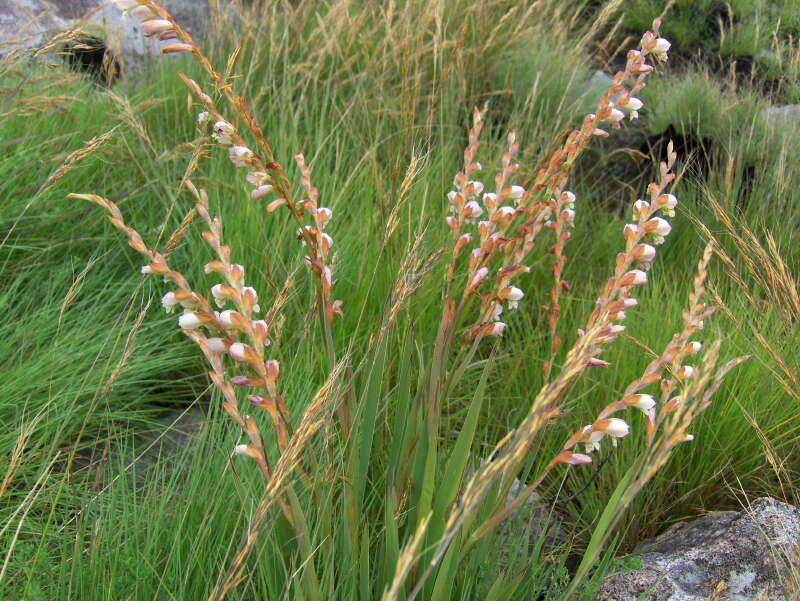 Image de Gladiolus crassifolius Baker