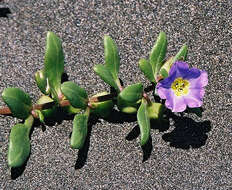 Image of Nolana paradoxa Lindl.