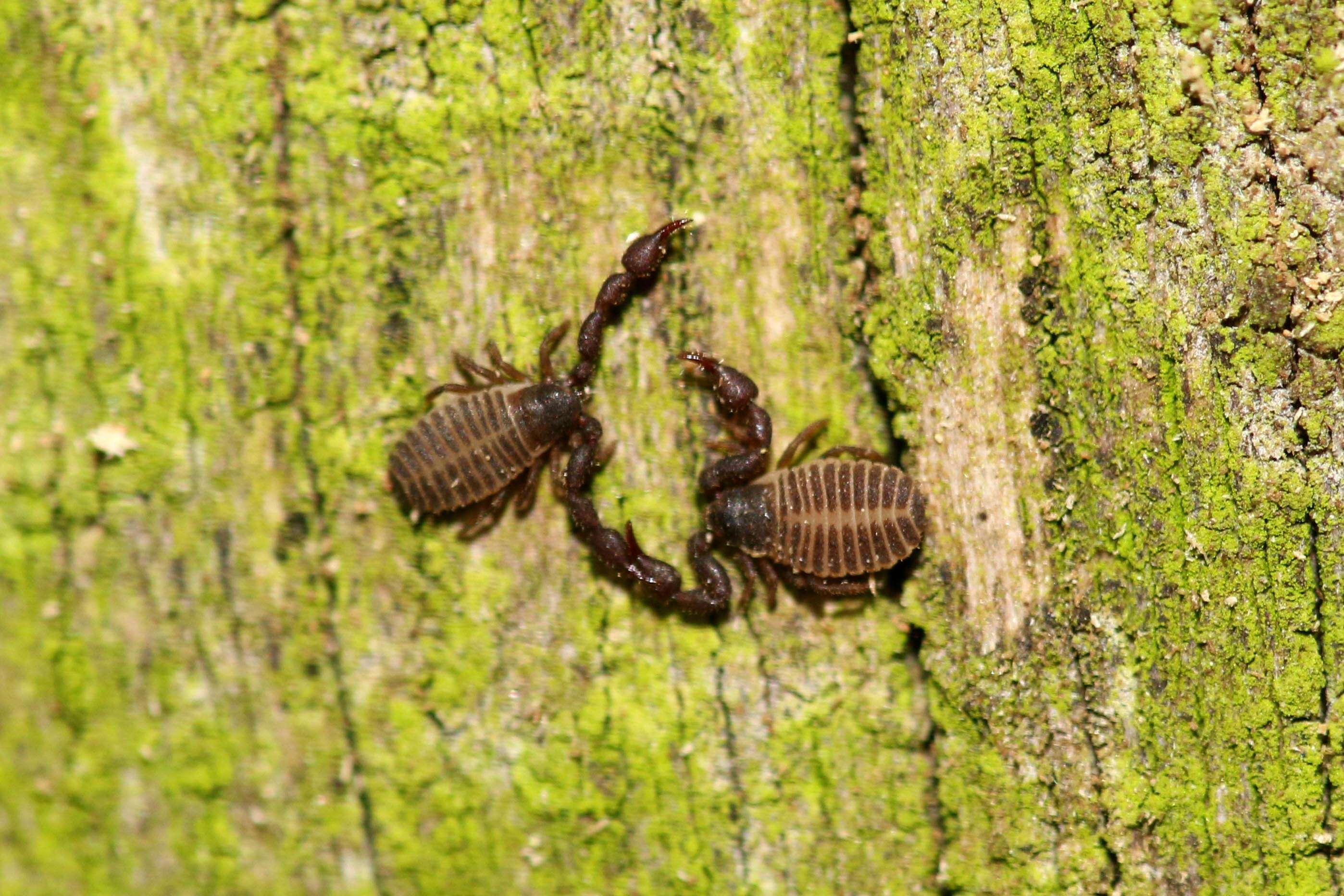 Image of pseudoscorpions