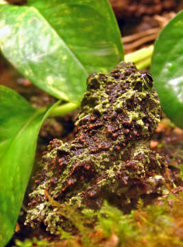 Image of Tonkin Bug-eyed Frog