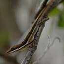 Sivun Anolis semilineatus Cope 1864 kuva