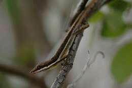 Plancia ëd Anolis semilineatus Cope 1864