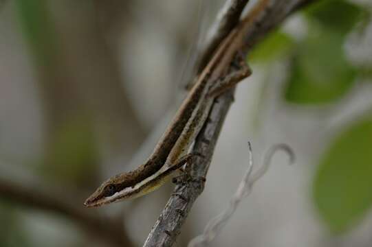 Image of Armoured Anole