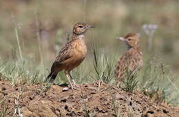 Imagem de Chersomanes Cabanis 1851