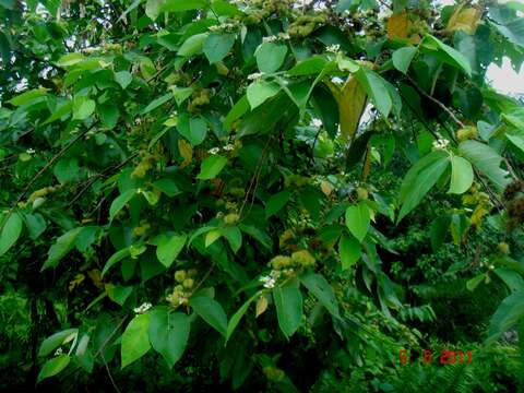 Image of Brown kurrajong