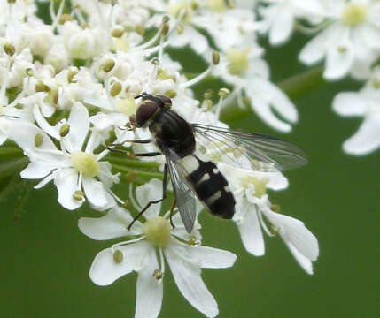 Leucozona laternaria (Muller 1776) resmi