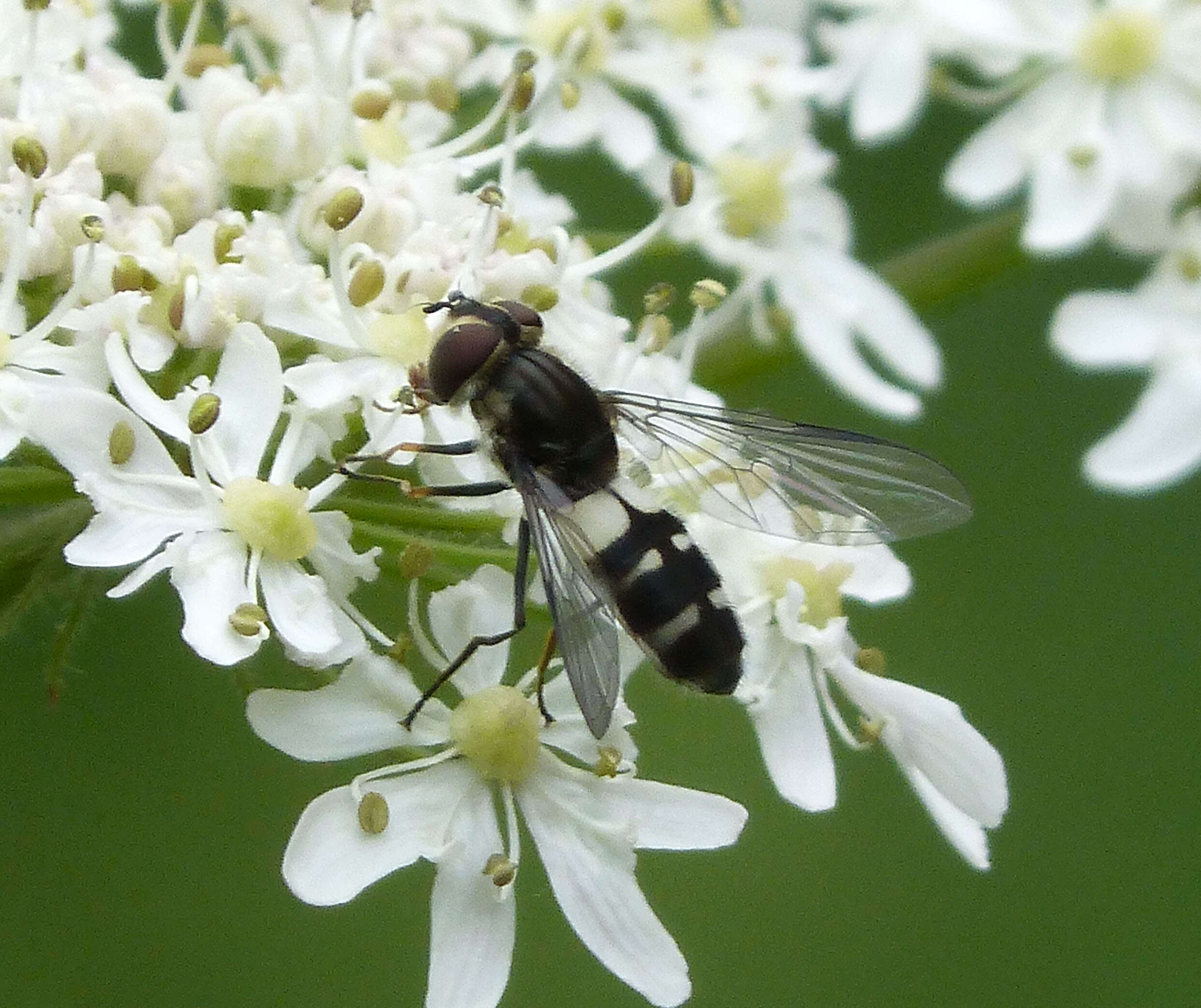 Image of Leucozona