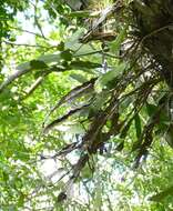 Image of climbing cactus