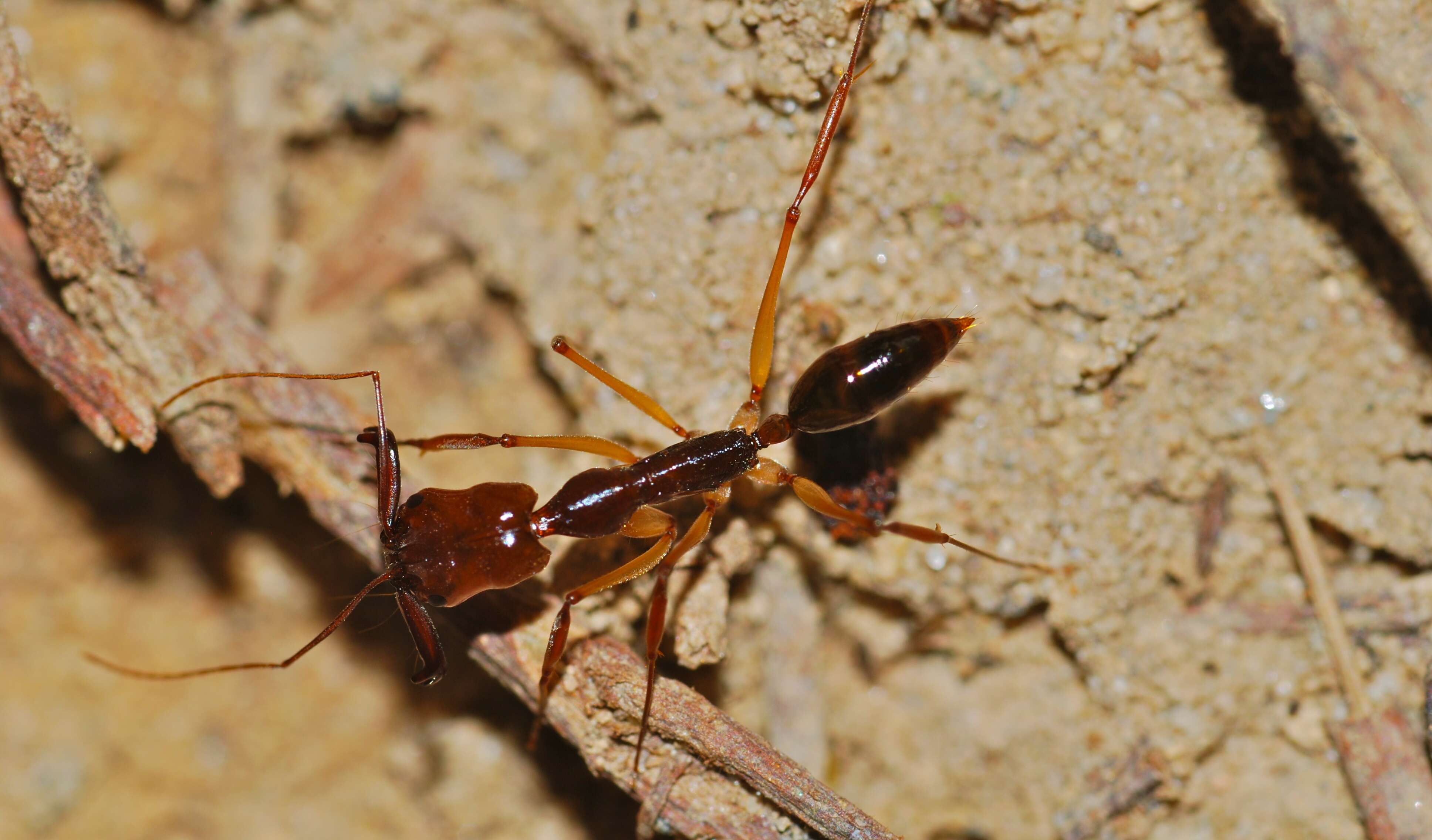 Image of Trap-jaw Ants